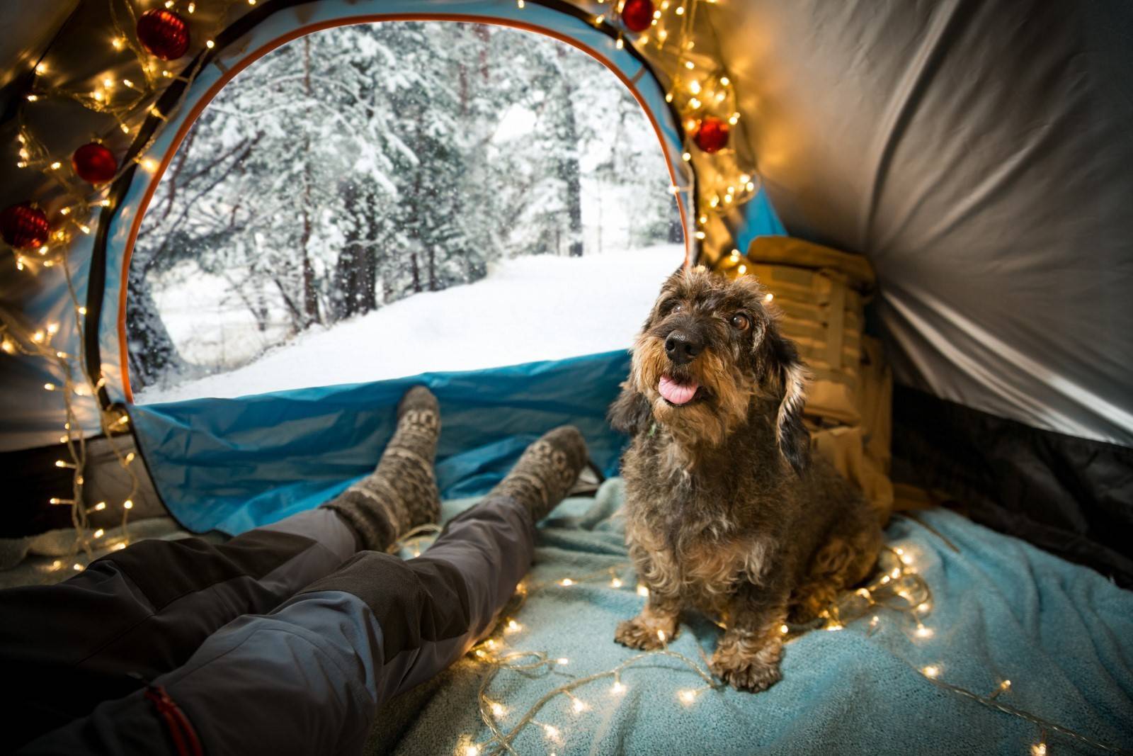 Man camping with holiday lights and dog